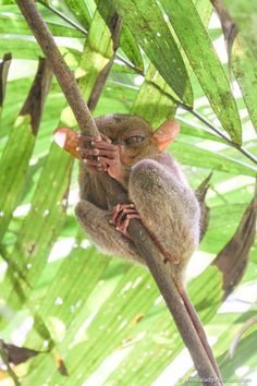 Tarsier in Bohol, Philippines Wildlife Park, Rare Animals