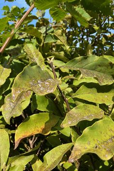 green leaves with water drops on them and blue sky in the backgrounnd