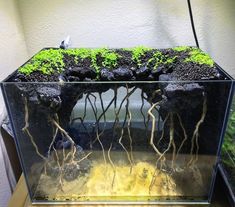 an aquarium filled with plants and rocks