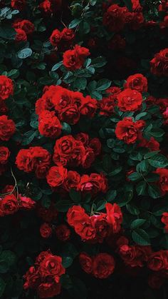 red roses are growing on the side of a building