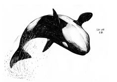 an orca jumping in the air with water splashing around it's head