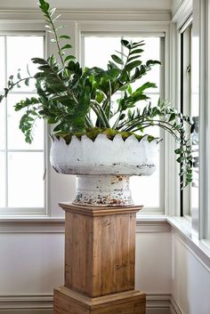 a large potted plant sitting on top of a wooden stand in front of a window