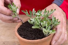 How to take chrysanthemum cuttings Chrysanthemum Growing, Chrysanthemum Plant, Mums Flowers, Chrysanthemum Flower, Border Plants, Lavender Plant, Peonies Garden, Hybrid Tea Roses