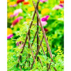 several sticks sticking out of the ground next to some plants and flowers in a garden