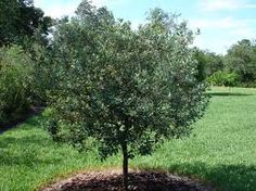 a small tree in the middle of a grassy field