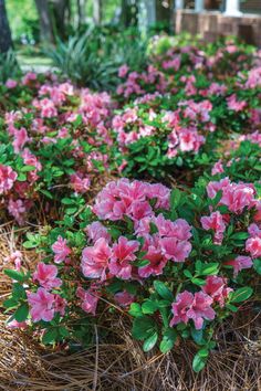 pink flowers are blooming on the ground in front of some trees and straw bales