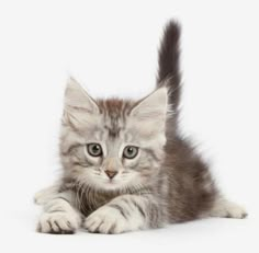 a small kitten laying on top of a white floor