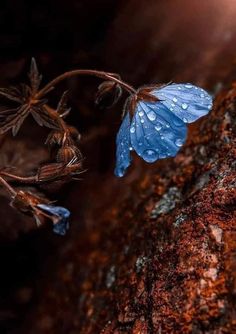 a small blue butterfly sitting on top of a rock