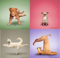 four different pictures of dogs and puppies in the same color scheme, with one dog standing on its hind legs