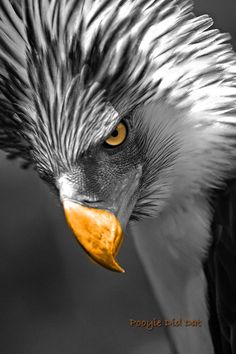 a black and white photo of an eagle's head with feathers on its face