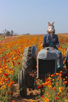 a person riding on the back of a tractor in a field with orange and yellow flowers