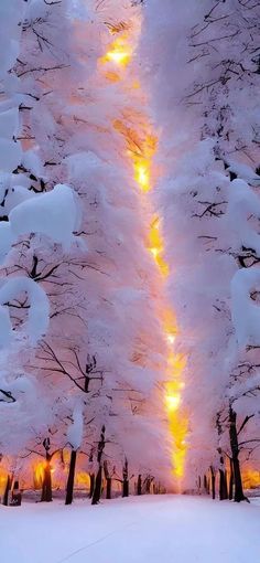 the trees are covered in snow with bright lights