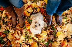 a small white dog sitting on top of a pile of leaves next to a person