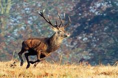 a deer running through the grass in front of trees