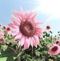 a large pink sunflower standing in the middle of a field