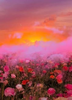 a field full of pink and red flowers under a cloudy sky with the sun in the distance