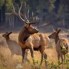 three elk standing next to each other on a dry grass field with trees in the background