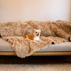 a small dog sitting on top of a couch covered in a fluffy fur throw blanket