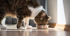 a cat eating out of a bowl on the floor