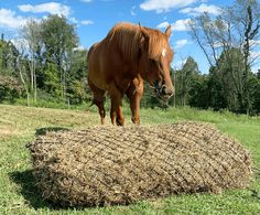 a brown horse standing on top of a pile of hay