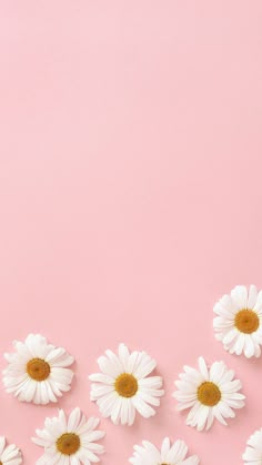 white daisies on pink background with copy space