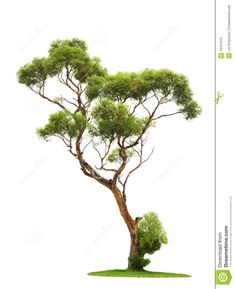 an image of a tree that is in the grass