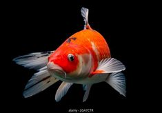 an orange and white fish with black background