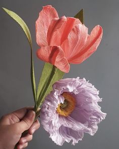 two pink flowers are being held by a hand