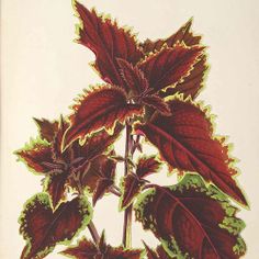 a drawing of a plant with red leaves and green stems in a vase on a table