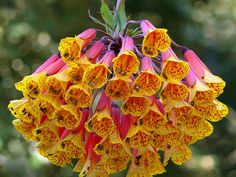 an orange and yellow flower is hanging from a branch