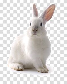 a white rabbit is sitting down and looking at the camera