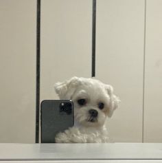 a small white dog sitting in front of a cell phone