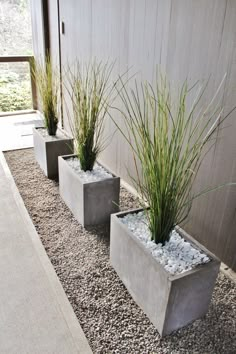 three cement planters with grass growing in them