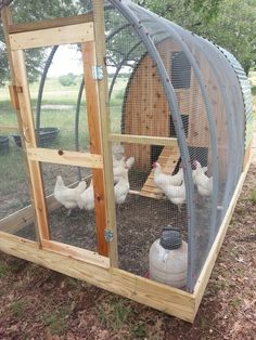 several chickens in a chicken coop on the ground