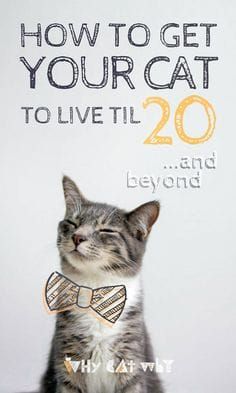 a cat wearing a bow tie with the words how to get your cat to live til 20 and beyond