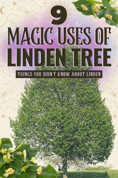 9 Magic Uses of Linden Tree You Didn’t Know About #magicuses #magiclinden #lindenmagic #magictrees #magictree #magicaltrees #magicaltree #lindentree #lindenfolklore #folklore #customs Linden Tree Tattoo, Linden Leaf, Tree Quotes, Garden Magic, Linden Tree, Tree People, Magical Tree, Herbal Plants, Garden Fun