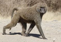 a baboon walking across a dirt road in the wild