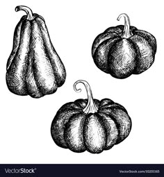 three pumpkins drawn by hand in black and white ink on a white paper background