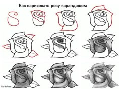 how to draw roses with different shapes and colors for beginners, step by step