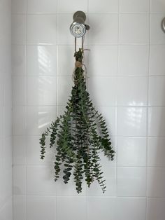 a shower head with plants hanging from it's side