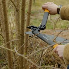 a person holding a pair of scissors near a tree