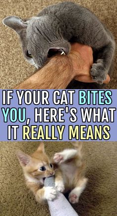 two pictures one with a cat and the other has a caption that says if your cat bites you here's what it really means