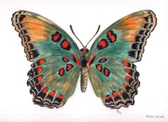 an image of a colorful butterfly on white background