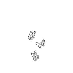 three butterflies flying in the air on a white background