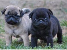 two pug puppies standing next to each other in the grass, looking at the camera