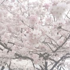 a tree with lots of pink flowers on it