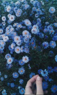 someone is holding their hand in front of some blue and white daisies on the ground