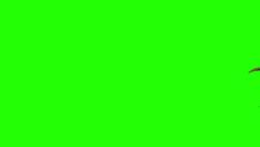 a black bird flying through the air on a green screen