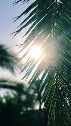 the sun is shining through some palm trees