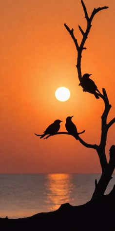 birds are sitting on the branches of a tree as the sun sets in the background